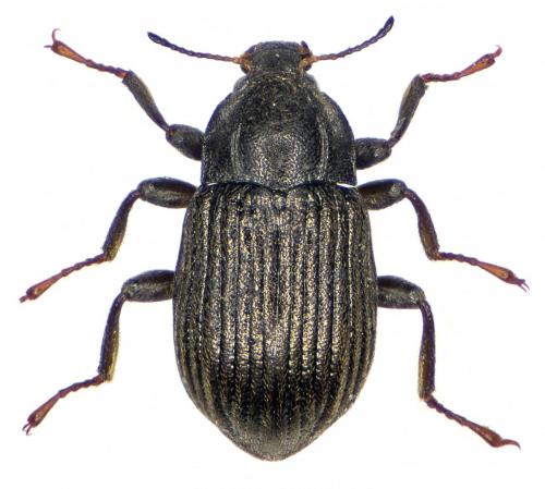 Limnius perrisi